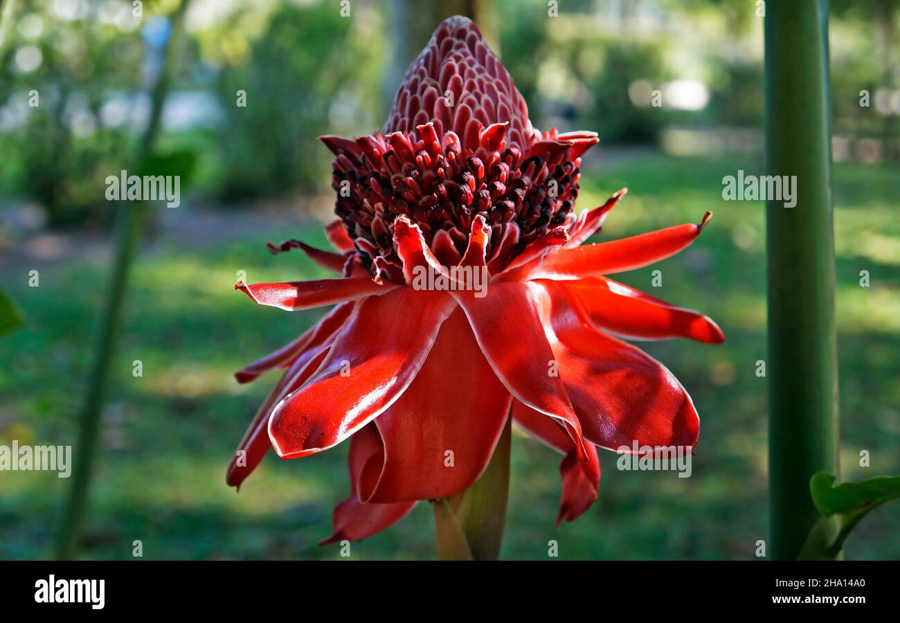 Torche rouge fleur de gingembre (Etlingera elatior) Banque D'Images