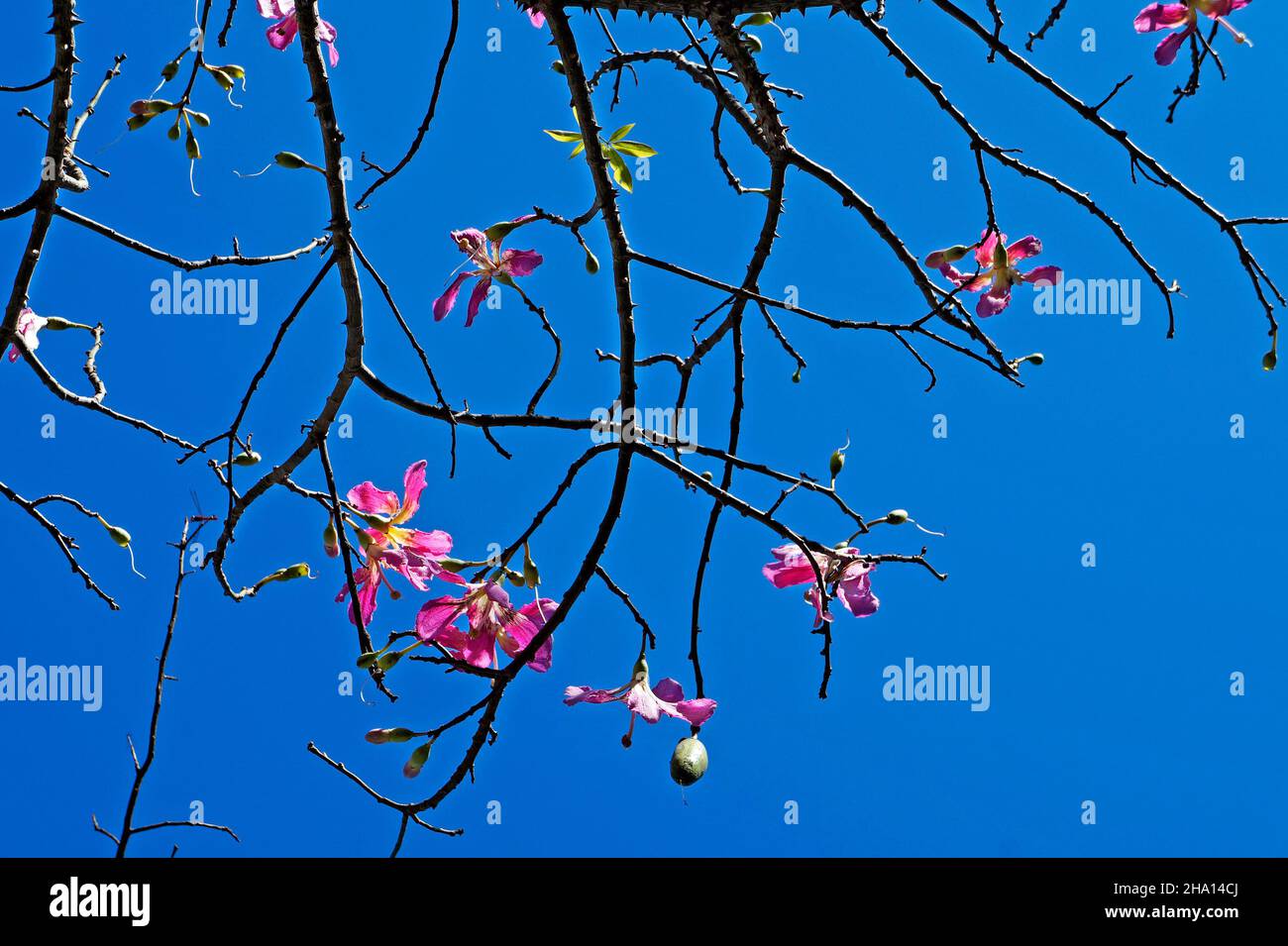 Fleurs d'arbre en soie (Ceiba speciosa ou Chorisia speciosa) Banque D'Images