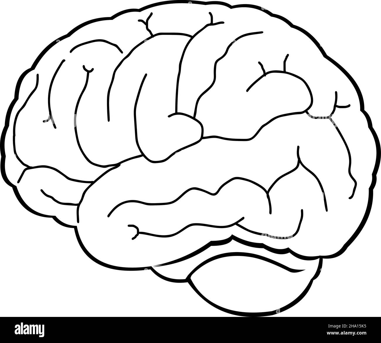 Illustration vectorielle d'un cerveau dessiné en noir et blanc Illustration de Vecteur