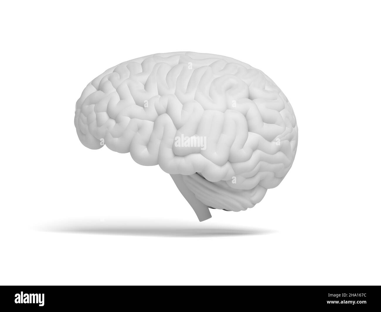 Cerveau isolé sur fond blanc.3d illustration. Banque D'Images