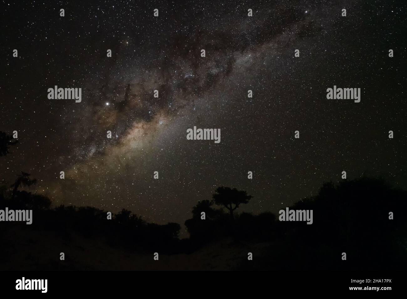 Ciel nocturne avec galaxie Milkyway au-dessus des silhouettes d'arbres, vu d'Anakao, Madagascar, Jupiter lumineux visible près de la constellation d'Ophiuchus Banque D'Images