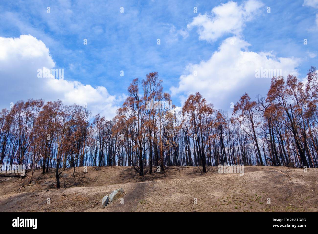 Paysage avec quelques eucalyptus brûlés en Australie pendant la lumière du jour Banque D'Images