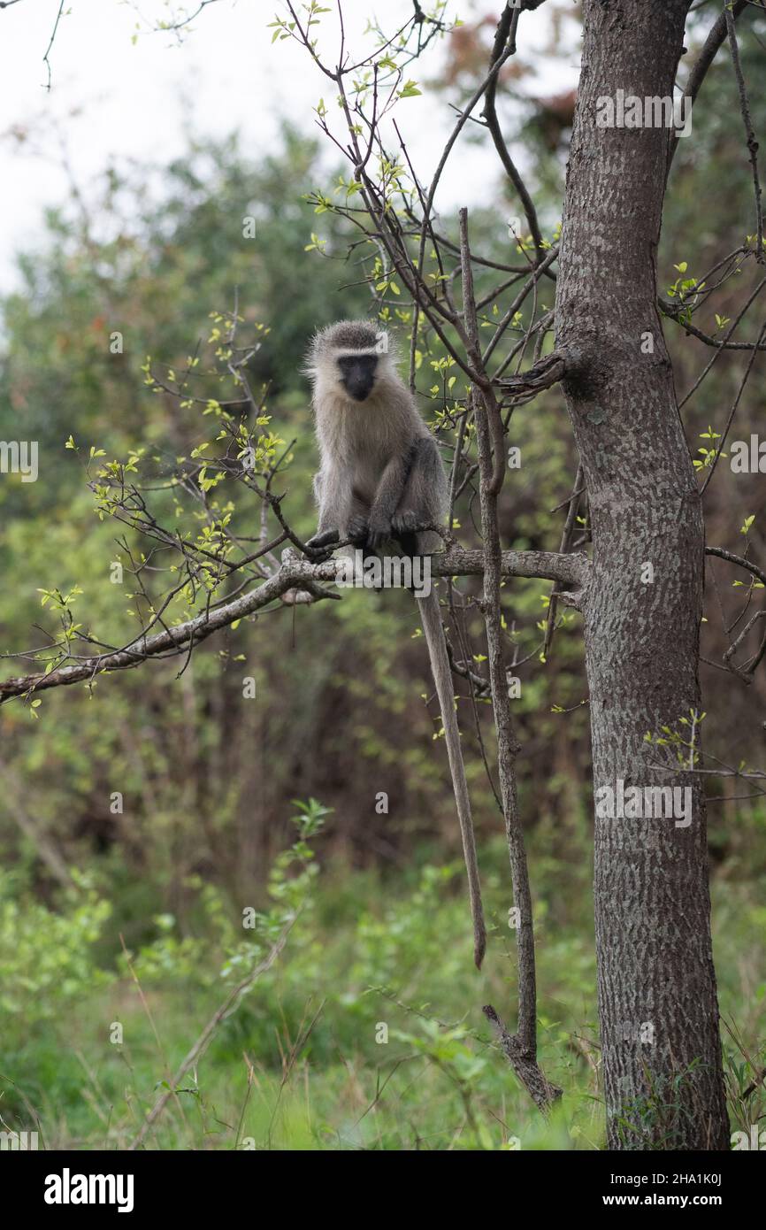 Singe vervet dans un arbre dans le parc national Kruger, Afrique du Sud Banque D'Images