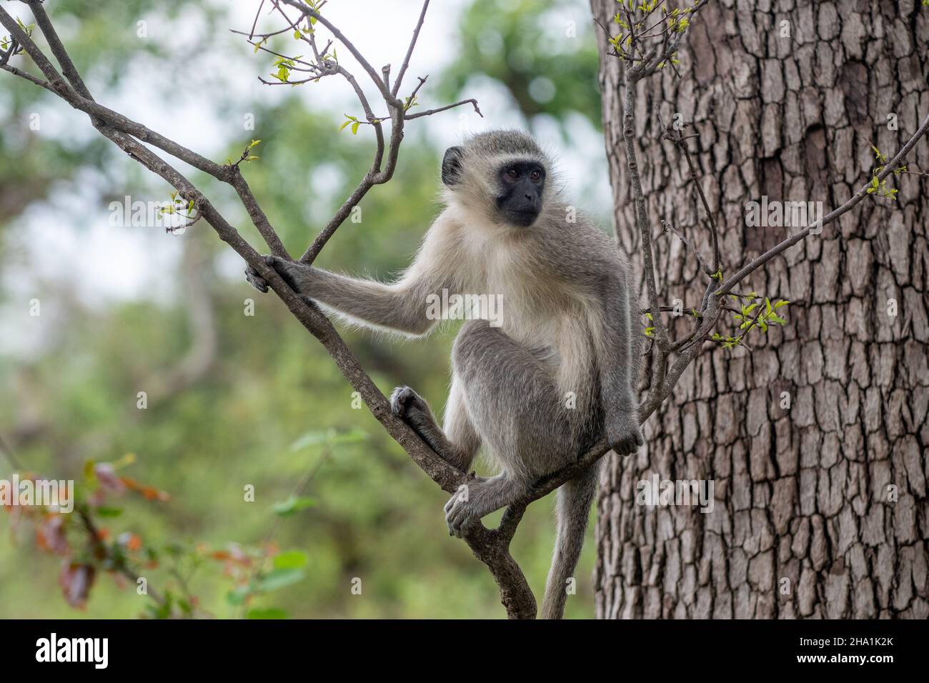 Singe vervet dans un arbre dans le parc national Kruger, Afrique du Sud Banque D'Images