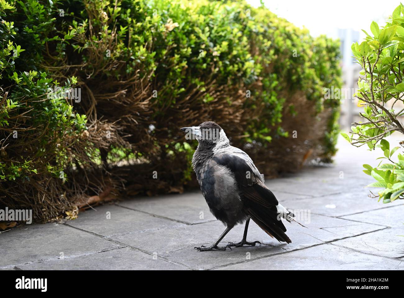Vue latérale d'un magpie australien se trouvant sur un chemin carrelé devant une haie Banque D'Images