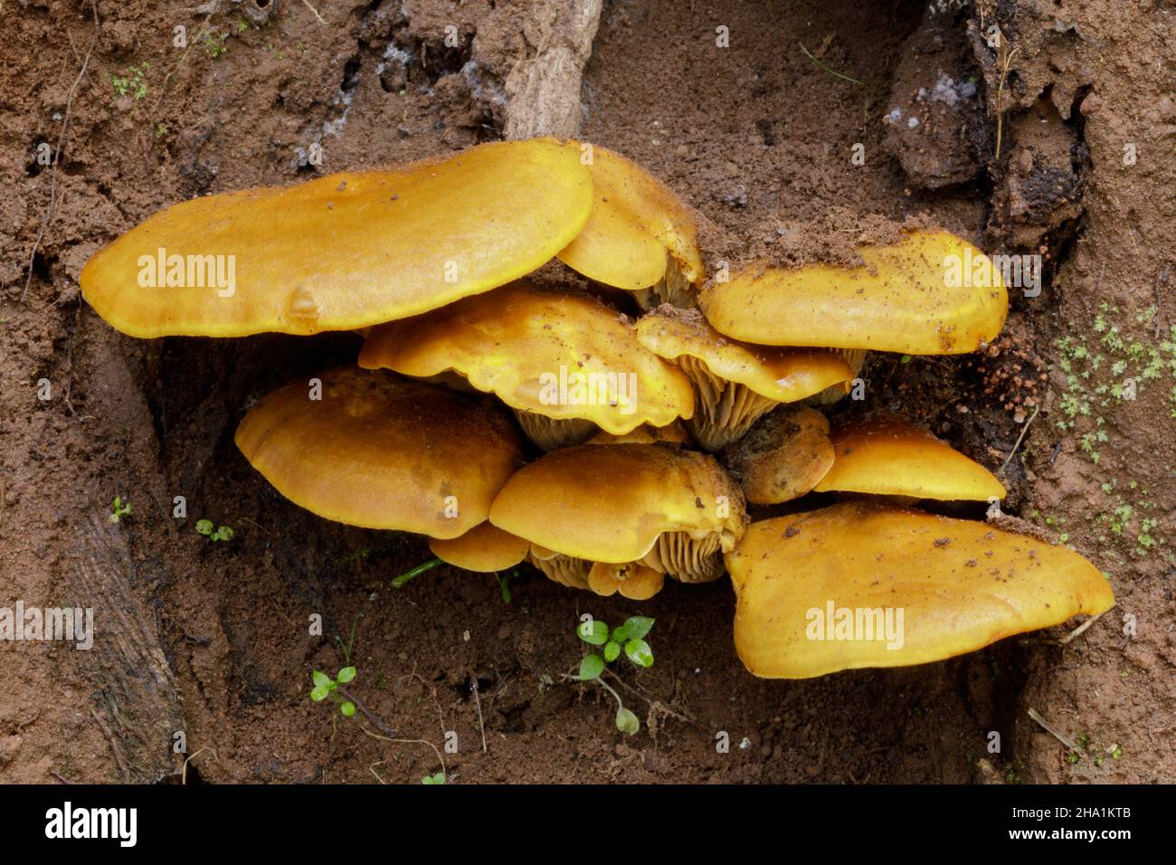 Jack-o-lanterne champignon.Pulgas Ridge, comté de San Mateo, Californie, États-Unis. Banque D'Images