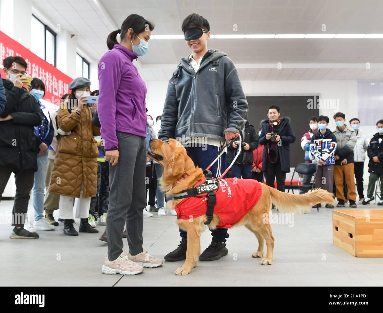 BEIJING, CHINE - 1 DÉCEMBRE 2021 - des volontaires participent à un exercice de formation de chiens guides pour les Jeux olympiques d'hiver à Beijing, Chine, le 1 décembre 2021. Banque D'Images