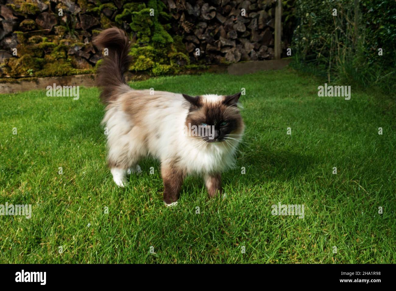 Chat brun et blanc appelé Alfie Banque D'Images