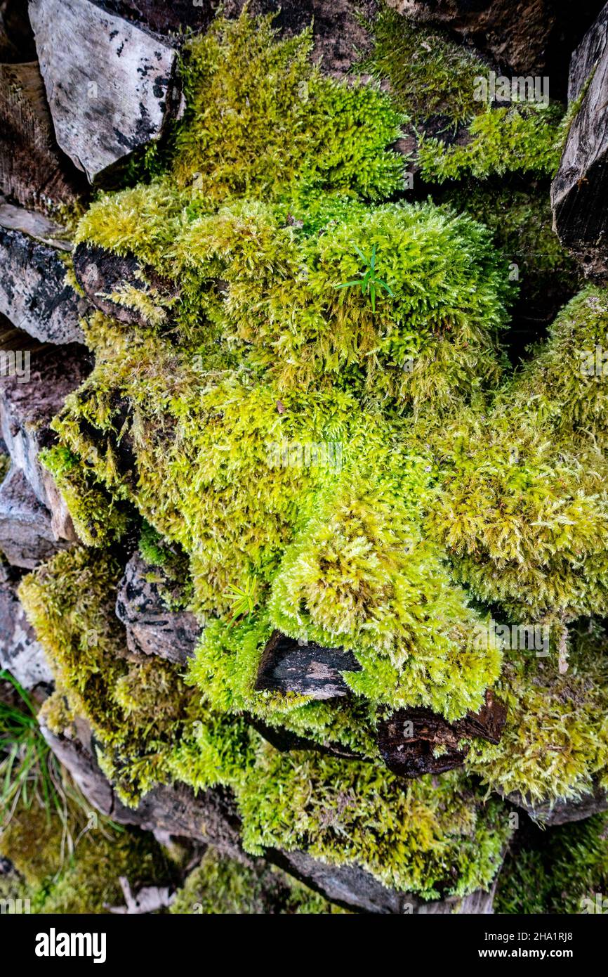 gros plan de la mousse de jardin grognant des piles de bois de chauffage haché Banque D'Images