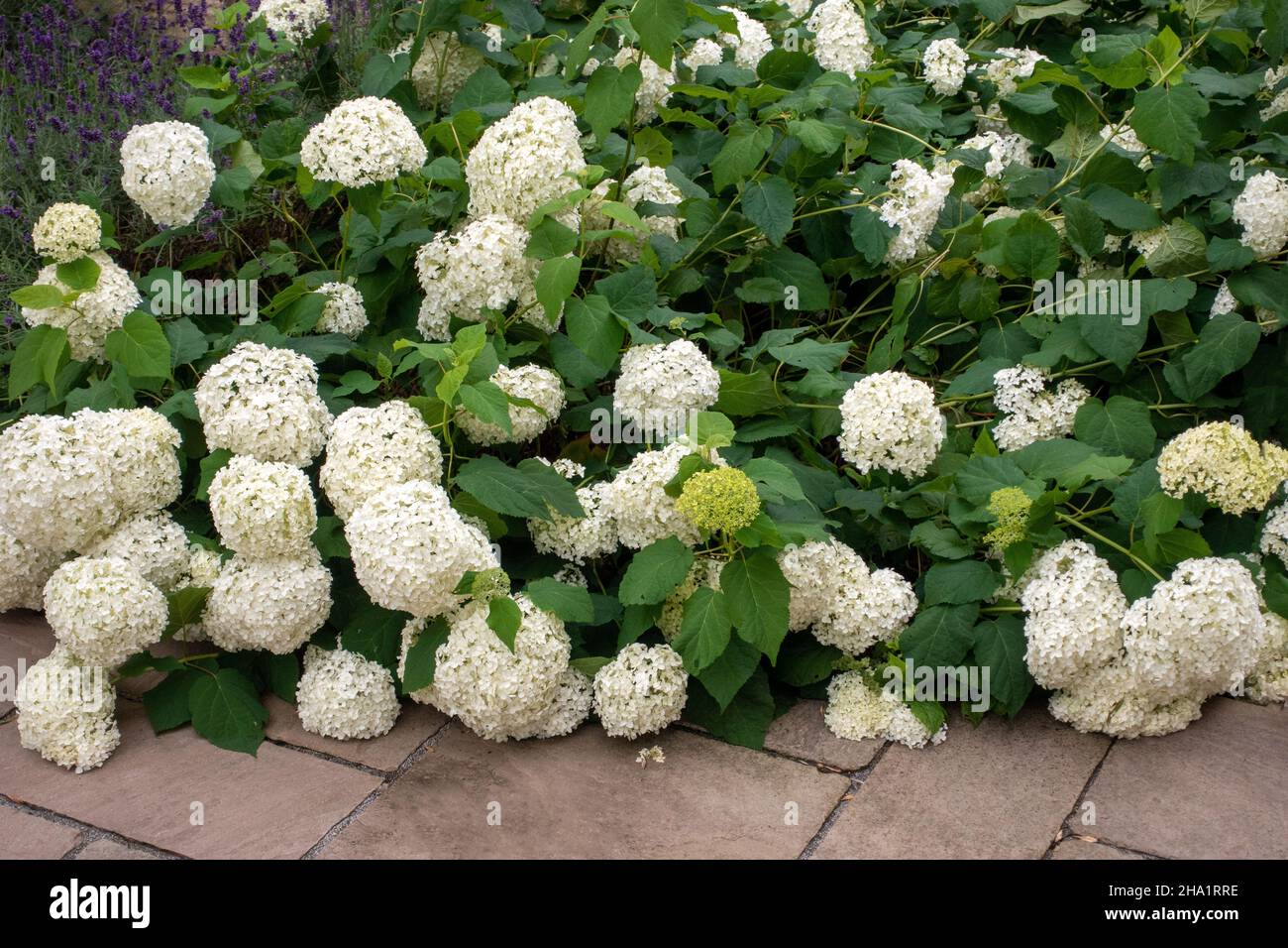 fleurs du jardin blanc d'hortensia à côté du patio en pierre Banque D'Images