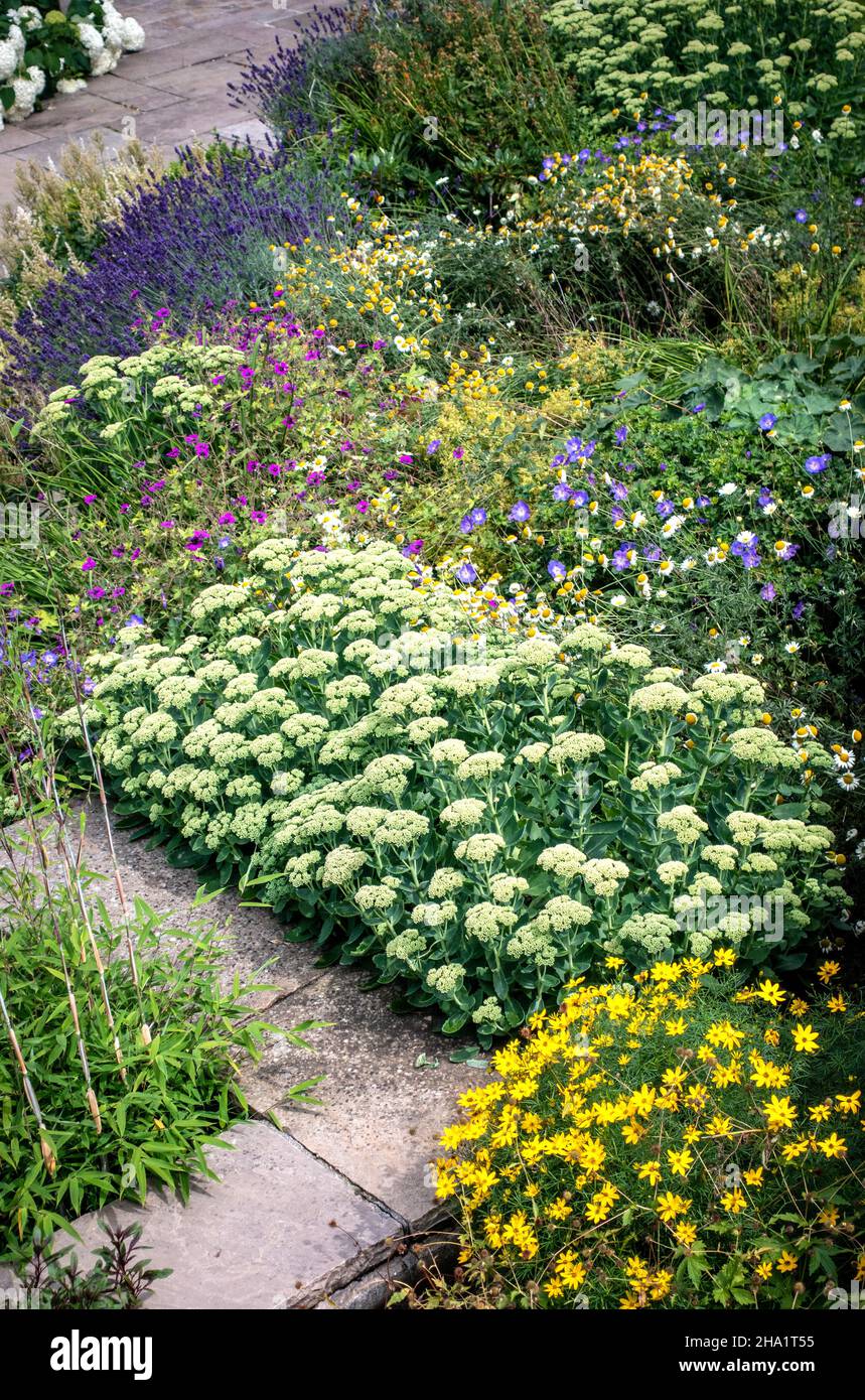 Plantes de jardin britanniques dans le jardin domestique chemin Banque D'Images