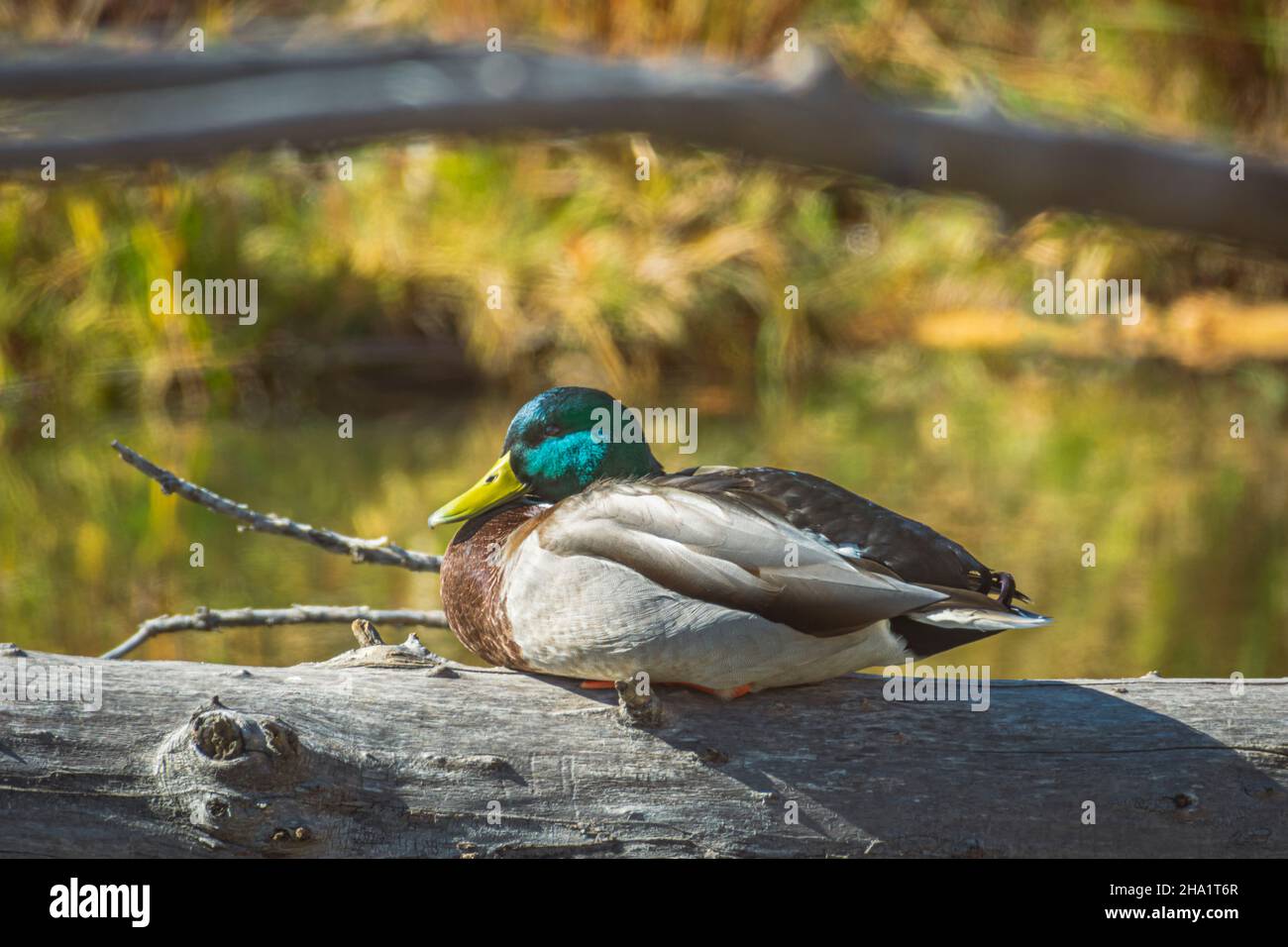 Canard colvert mâle (Anas platyrhynchos) reposant sur un tronc d'arbre de Cottonwood au-dessus d'East Plum Creek, Castle Rock Colorado USA.Photo prise en octobre. Banque D'Images