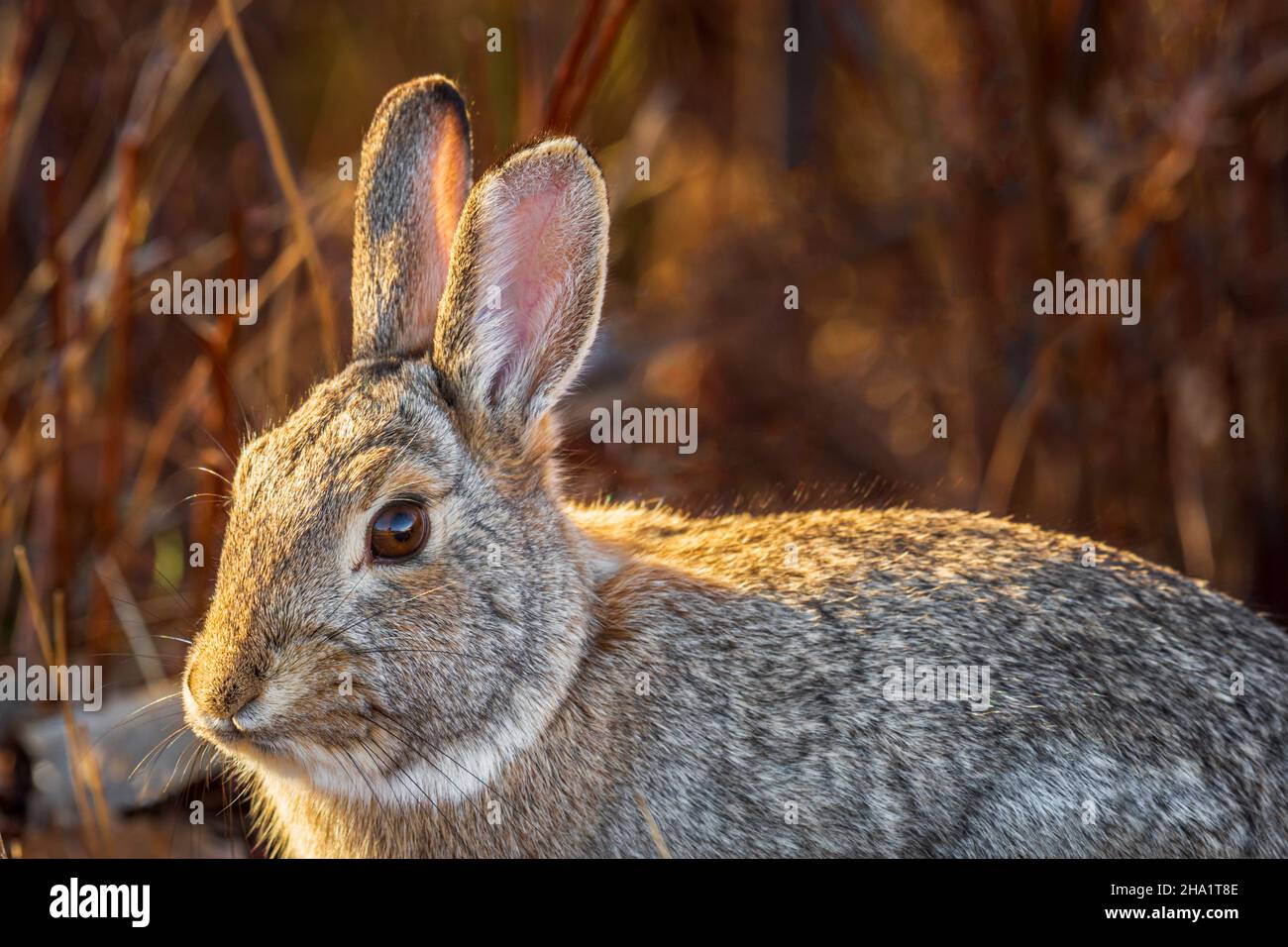 Gros plan sur le lapin de la queue de cotontail de Nuttall (Sylvilagus nuttallii), Castle Rock Colorado USA.Photo prise en décembre. Banque D'Images