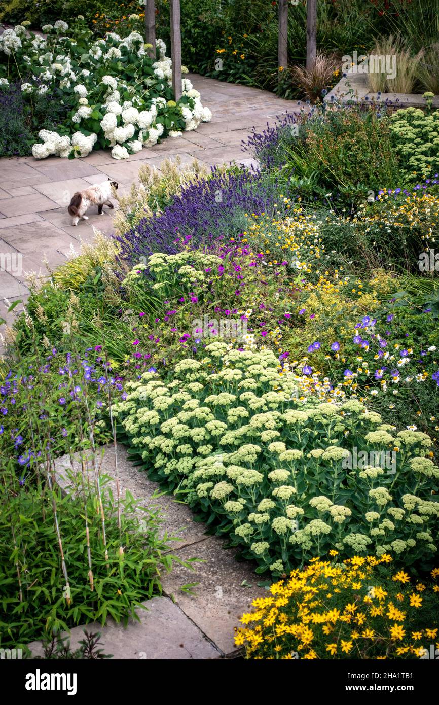 Plantes de jardin britanniques dans le jardin domestique chemin Banque D'Images