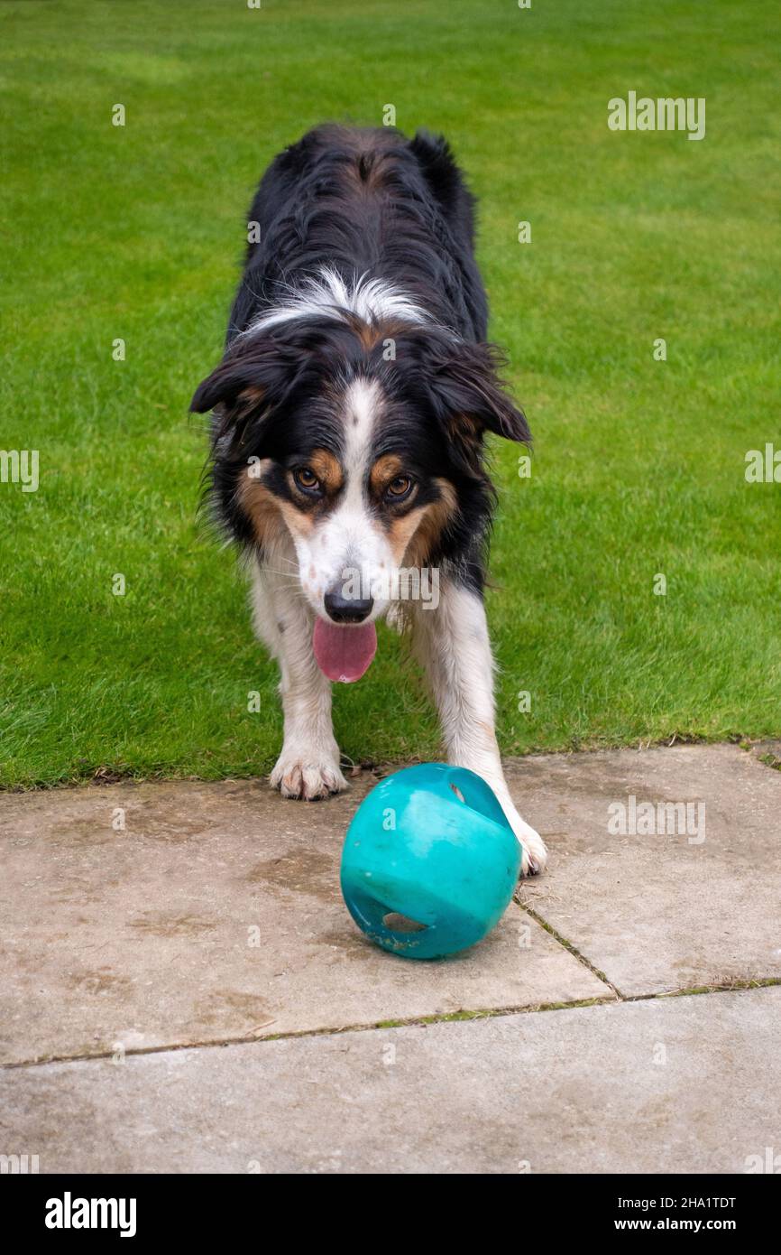 Chien Max Collie avec jouet Banque D'Images