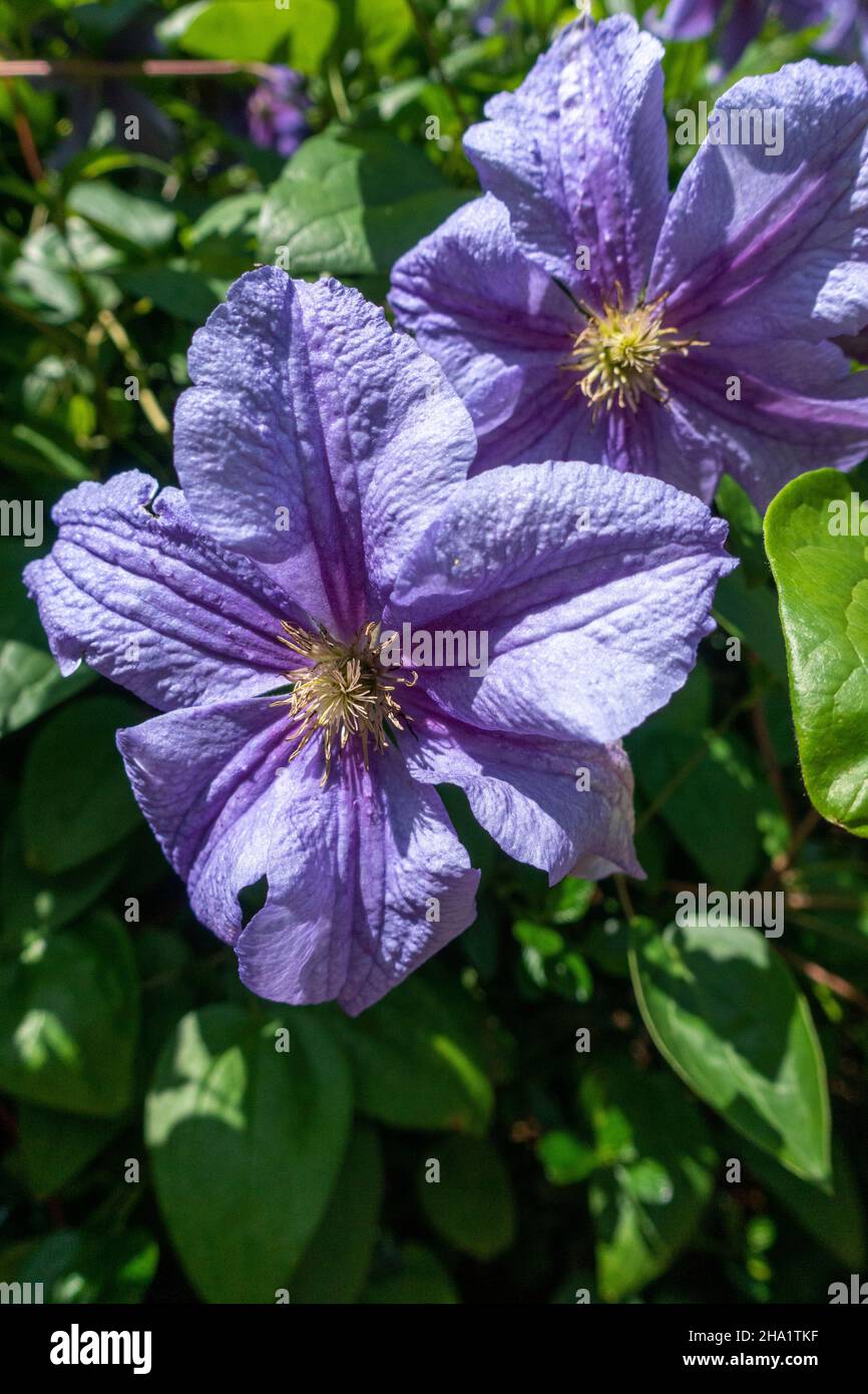 Fleur en cuir italien, clématis violets Banque D'Images