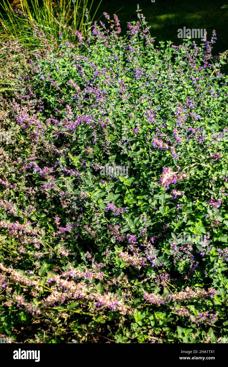 Plantes de jardin britanniques dans le jardin domestique chemin Banque D'Images