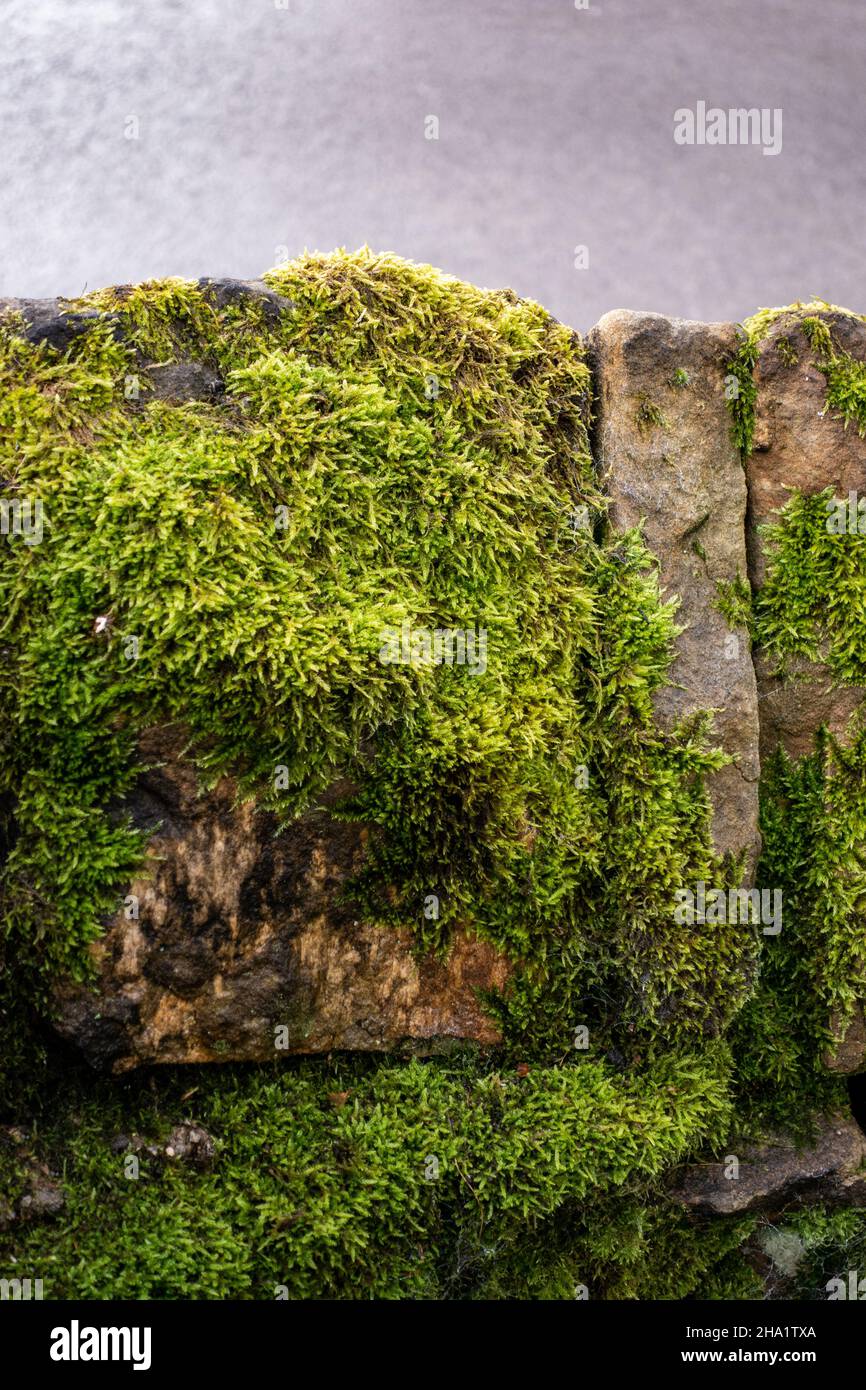 Le vieux jardin pousse de la mousse sur un vieux mur en pierre Banque D'Images