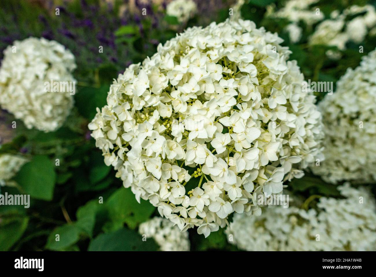 Fleur de jardin d'Hydrangea blanche et douce dans le jardin domestique Banque D'Images