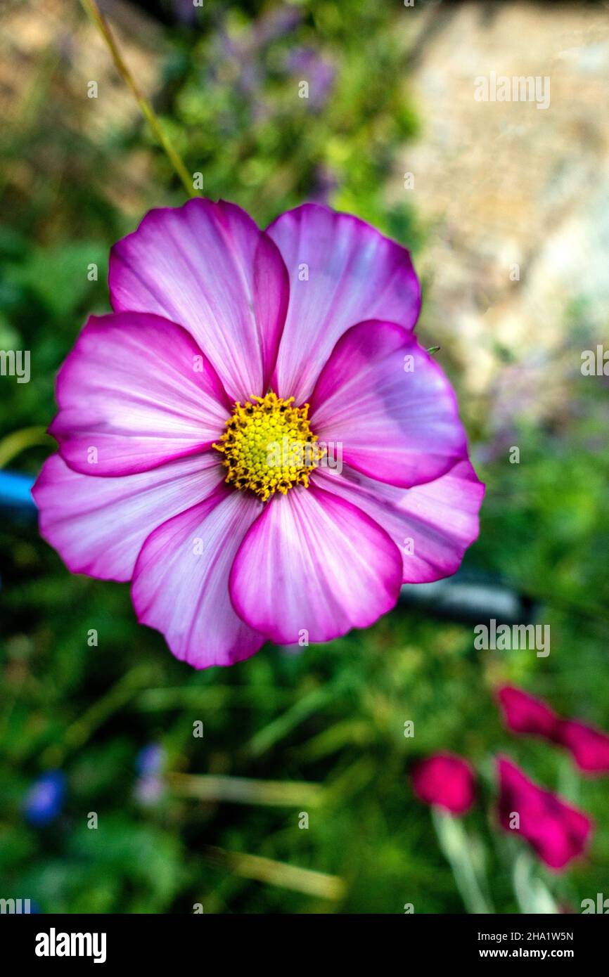 cosmos bipinnatus, Garden cosmos Banque D'Images