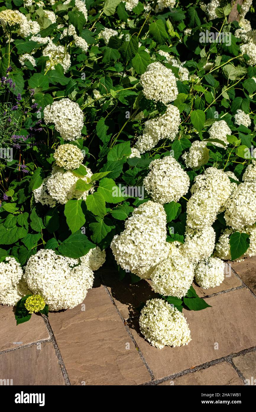 fleurs du jardin blanc d'hortensia à côté du patio en pierre Banque D'Images
