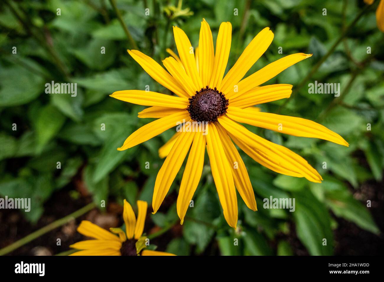 Fleur de jardin, une fleur vivace Banque D'Images