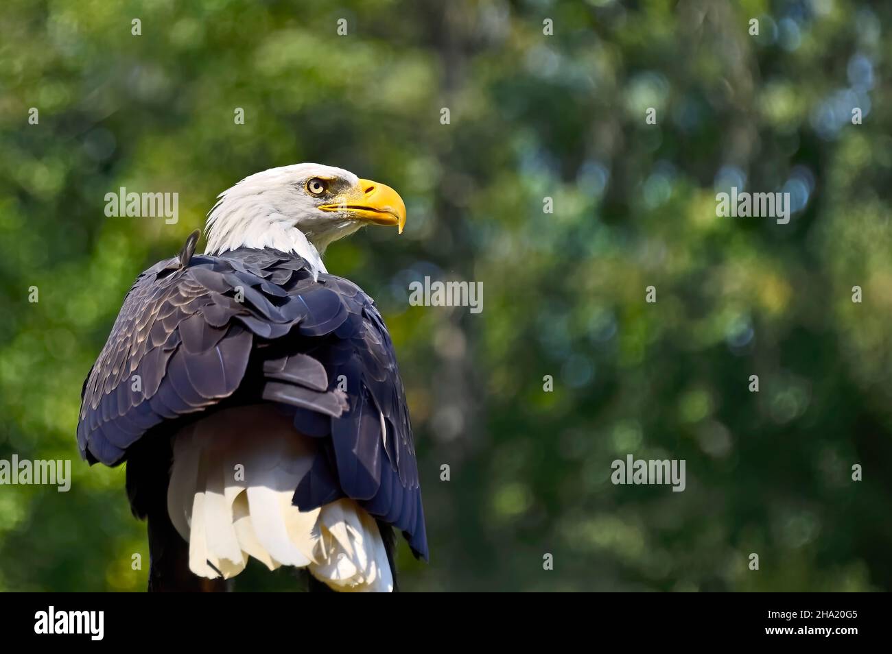 Une vue arrière d'un aigle Ã tête blanche d'Amérique, Haliaeetus leucocephalus, en regardant par-dessus son épaule sur l'île de Vancouver Colombie-Britannique Canada Banque D'Images