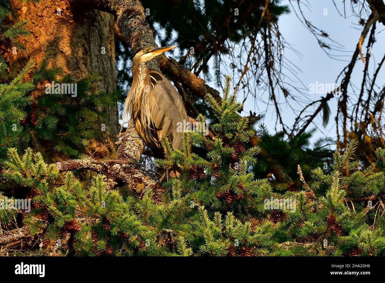 Un grand héron bleu adulte 'Ardea herodias', perché dans un grand arbre d'épinette sur l'île de Vancouver, en Colombie-Britannique, au Canada. Banque D'Images