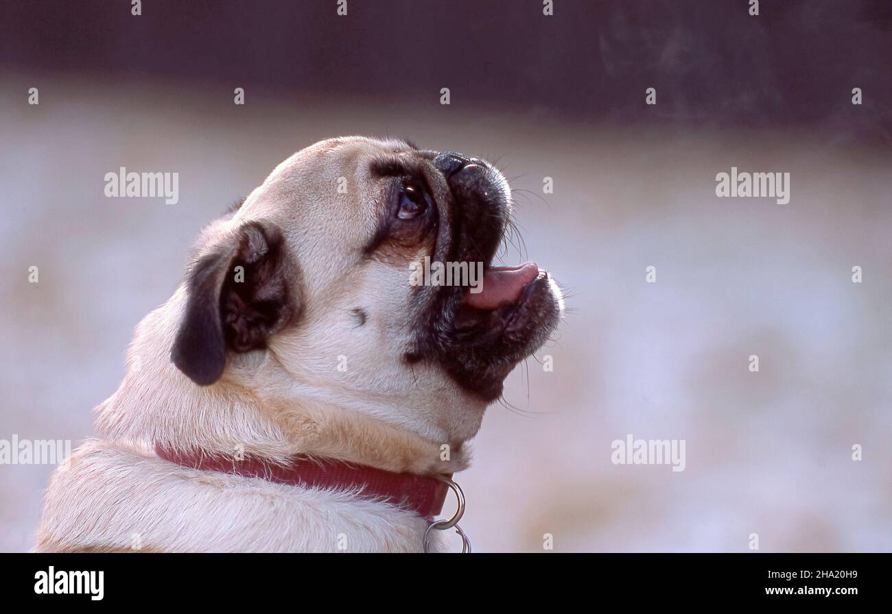 Vue rapprochée d'un chien aboyant Banque D'Images
