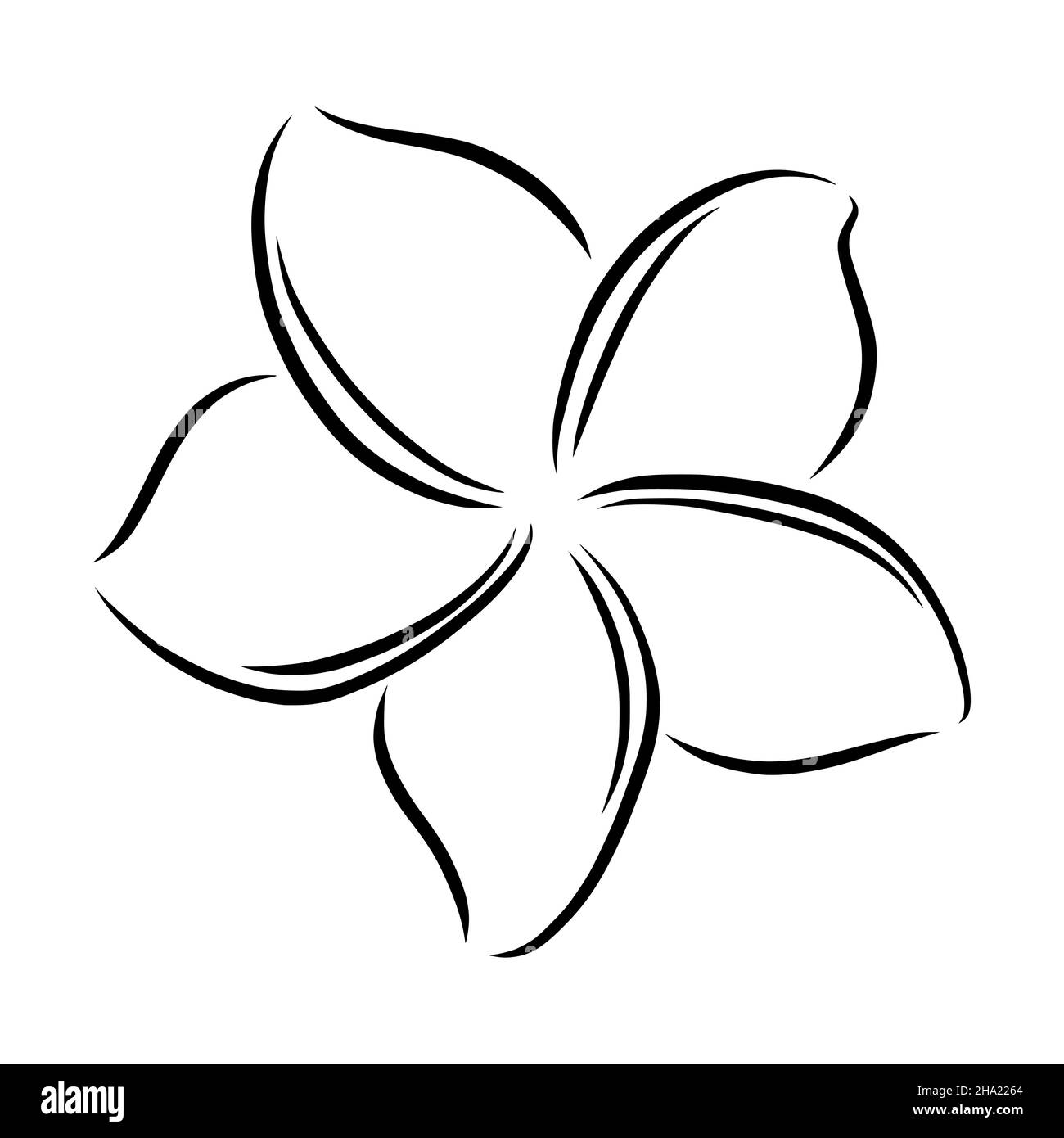 Frangipani ou plumeria fleurs exotiques d'été.Frangipani gravé isolé sur fond blanc.Illustration vectorielle Illustration de Vecteur