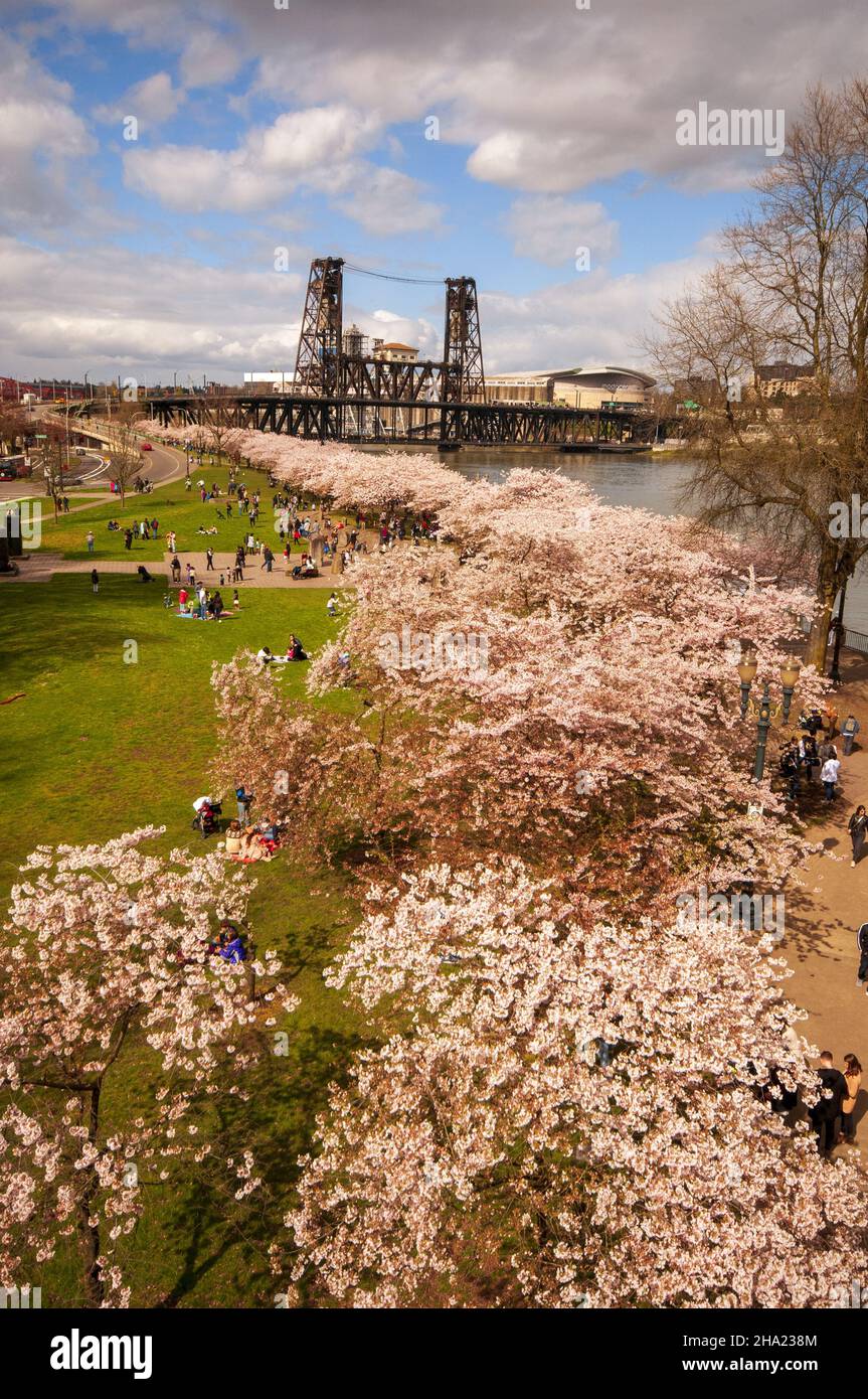 Cerisiers le long du front de mer.Portland, Oregon Banque D'Images