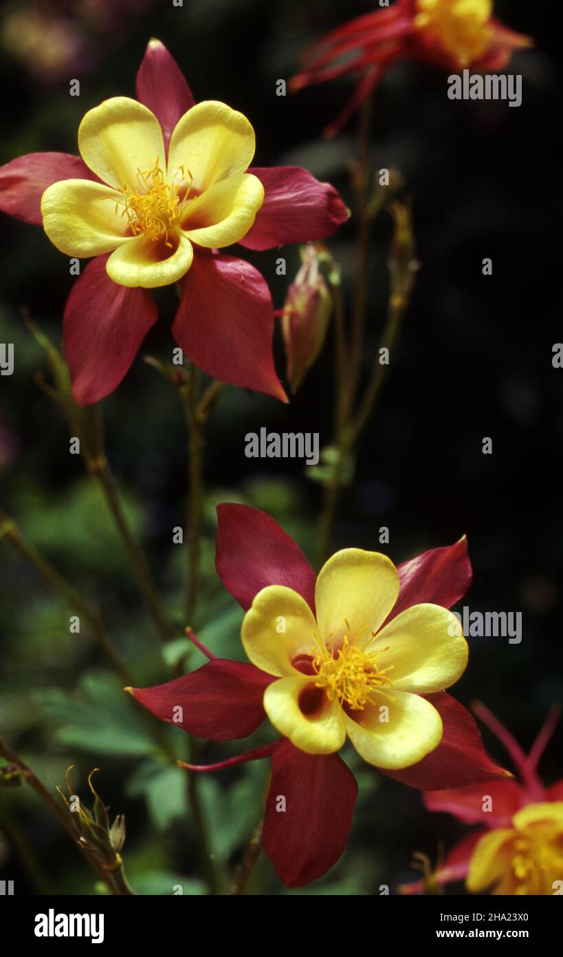 FLEURS DE COLUMBINE ROUGE ET JAUNE (AQUILEGIA) Banque D'Images