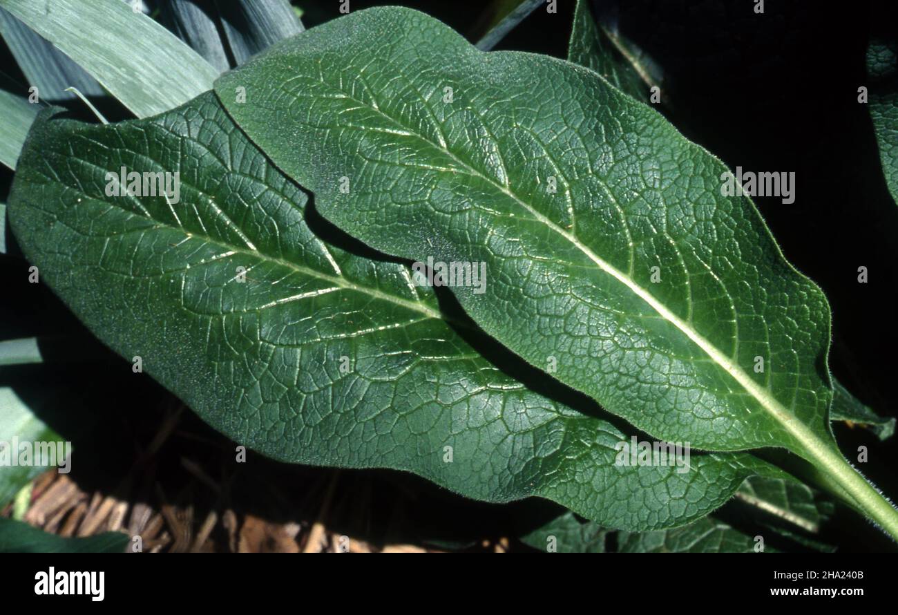 GROS PLAN DES FEUILLES RÉCOLTÉES DE LA CONSOUDE AUX HERBES (SYMPHYTUM OFFICINALE) LARGEMENT CONNUE SOUS LE NOM DE VÉRITABLE CONSOUDE, BONESET DE KNITBONE. Banque D'Images