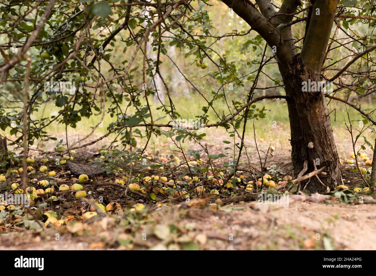 Le pommier a plié les branches de l