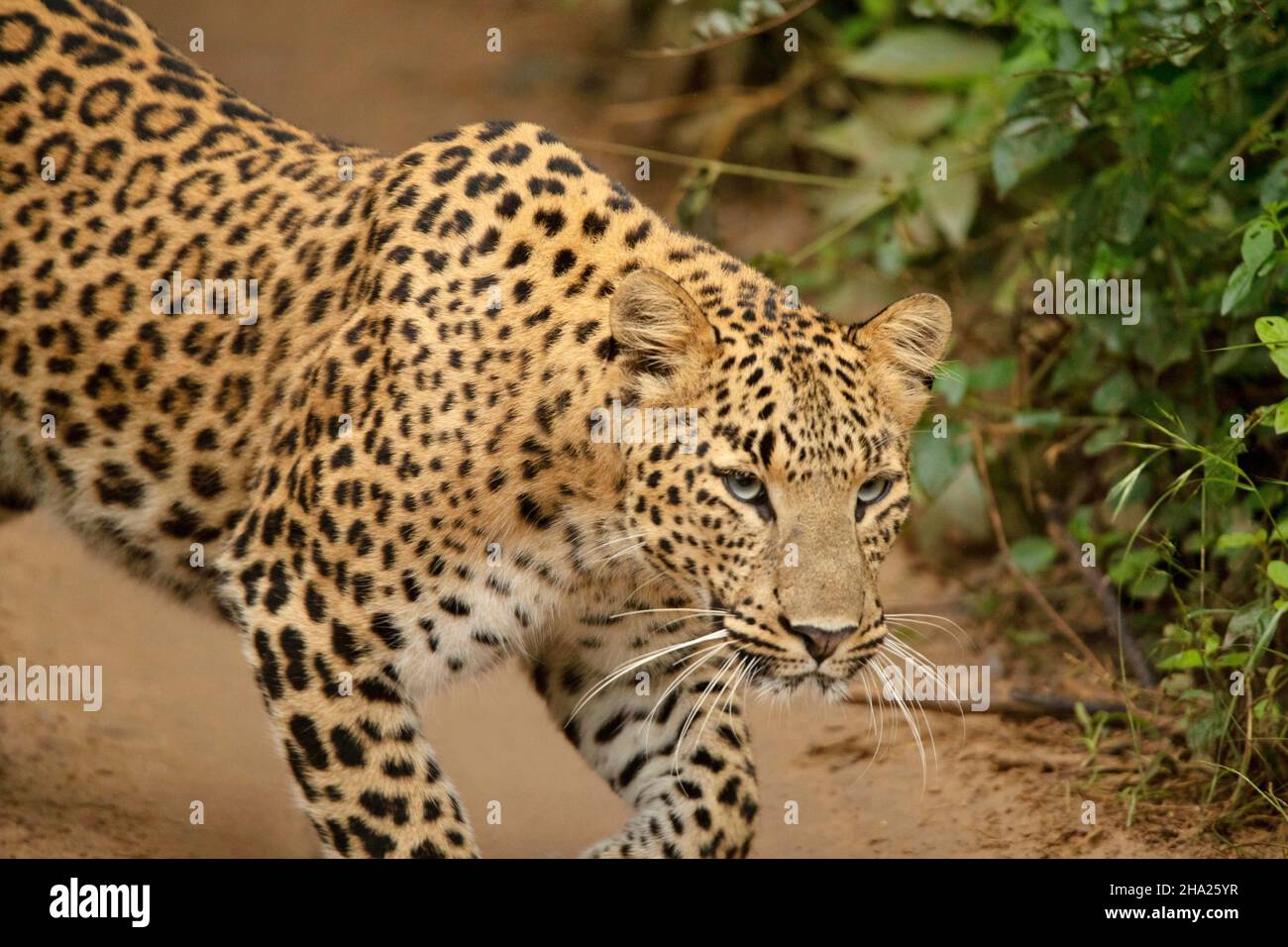 Photo de gros plan du léopard indien, Panthera pardus fusca, Jhalana, Rajasthan, Inde Banque D'Images
