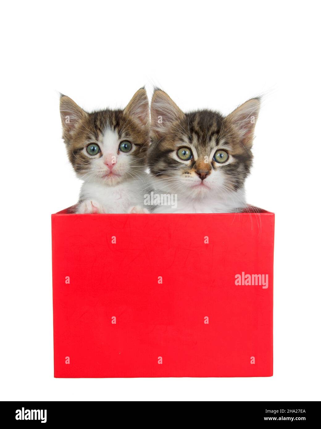 Adorables chatons de tabby gris et blanc qui paissent d'une boîte de cadeau rouge de vacances isolée sur blanc. Banque D'Images