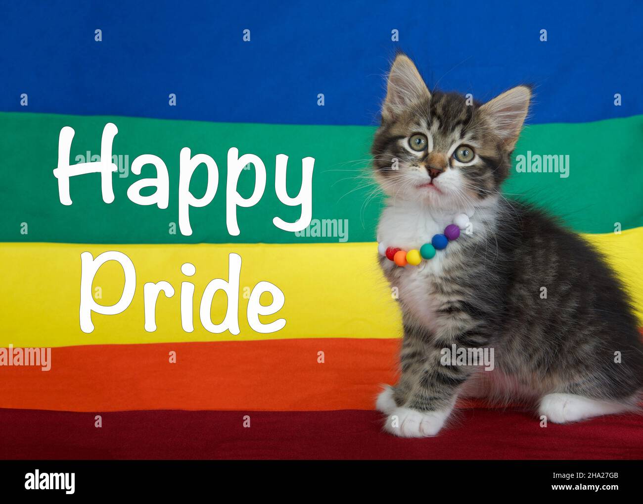 Petit chaton gris et blanc portant un collier de perles arc-en-ciel assis sur le côté d'un drapeau gay Pride avec drapeau s'étendant sur l'arrière-plan.Bonne PRI Banque D'Images