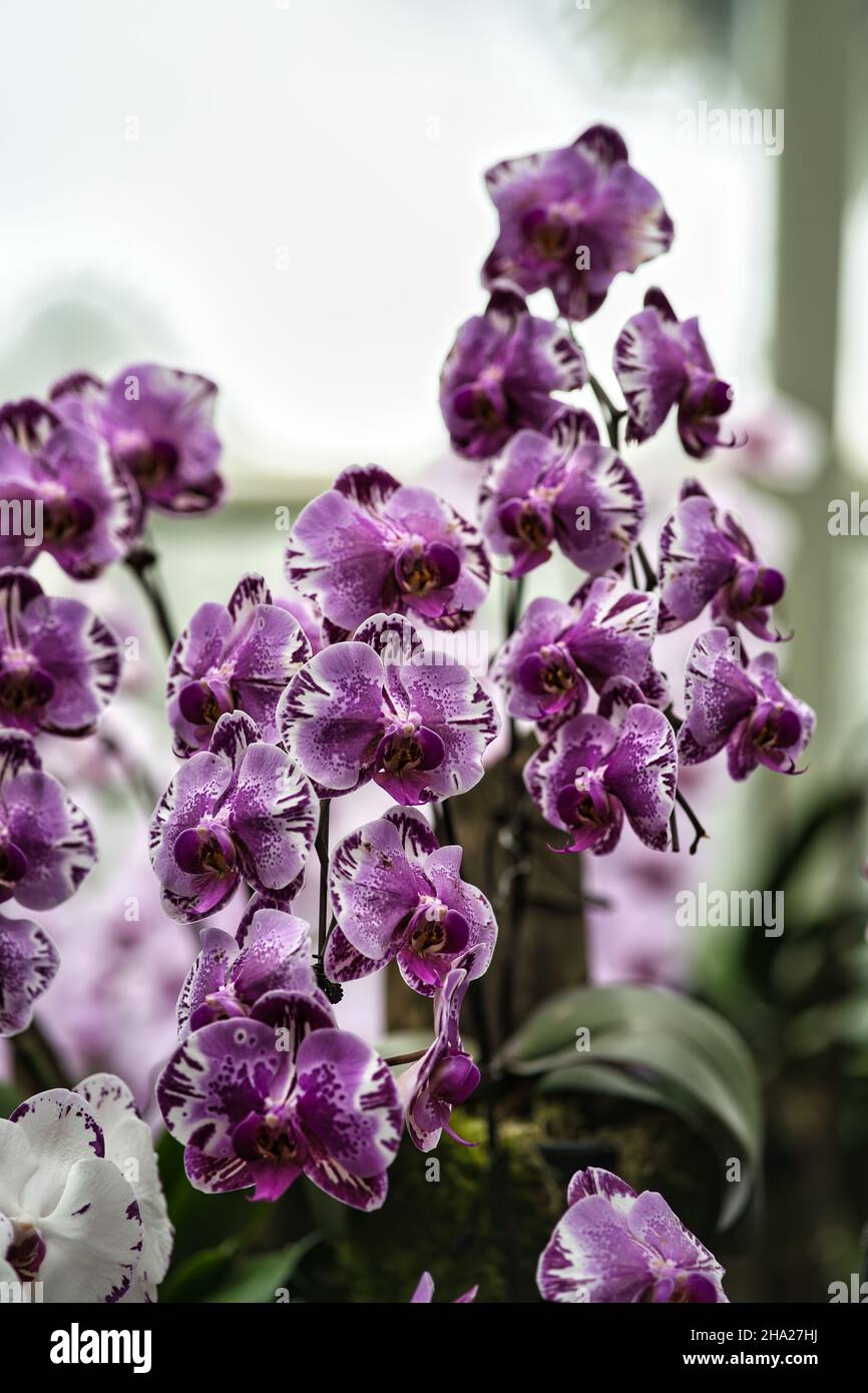 Jardin botanique de Singapour contenant des orchidées et des fleurs exotiques.Différents types d'orchidées qui vivent dans le pays tropical. Banque D'Images