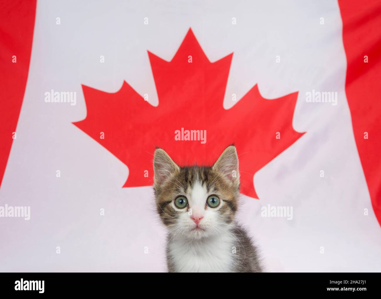 Gros plan d'un adorable chaton gris et blanc devant la feuille d'érable rouge sur le drapeau canadien, regardant directement le spectateur. Banque D'Images