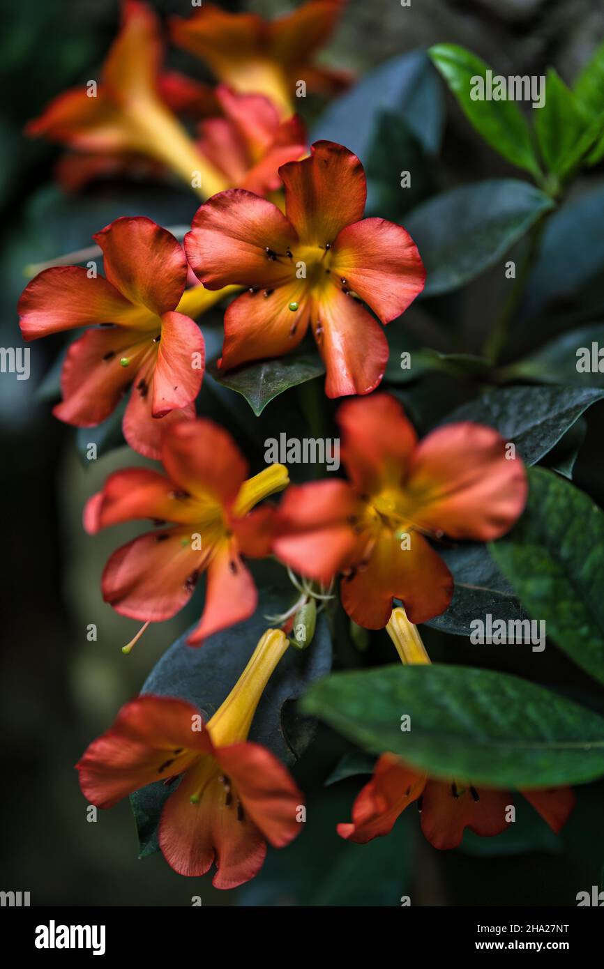 Jardin botanique de Singapour contenant des orchidées et des fleurs exotiques.Différents types d'orchidées qui vivent dans le pays tropical. Banque D'Images