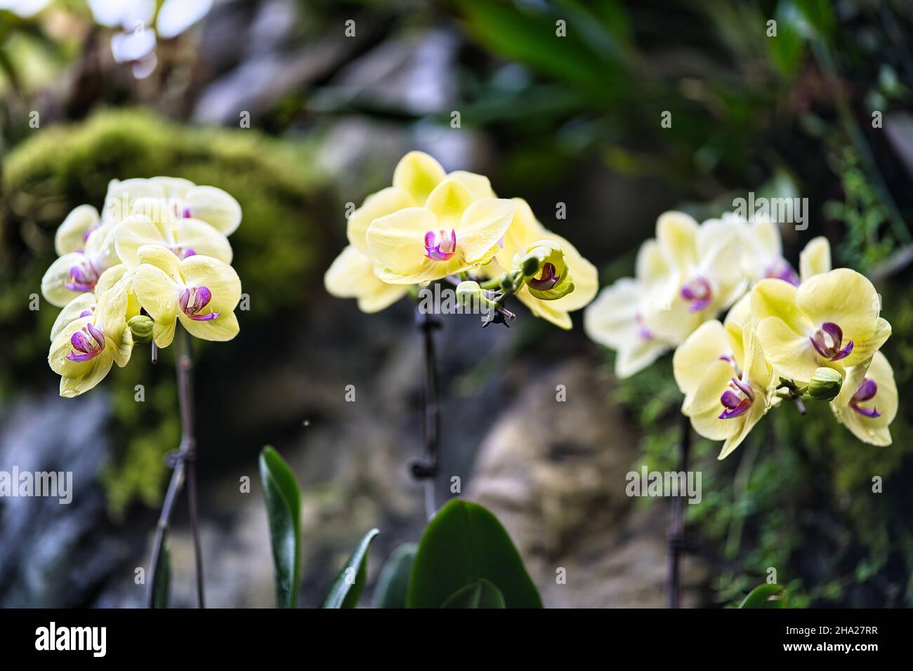 Jardin botanique de Singapour contenant des orchidées et des fleurs exotiques.Différents types d'orchidées qui vivent dans le pays tropical. Banque D'Images