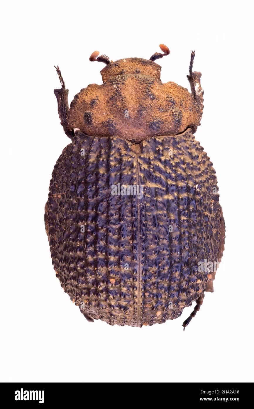 Cachez le coléoptère Afromorgus ou Omorgus en vue rapprochée Banque D'Images