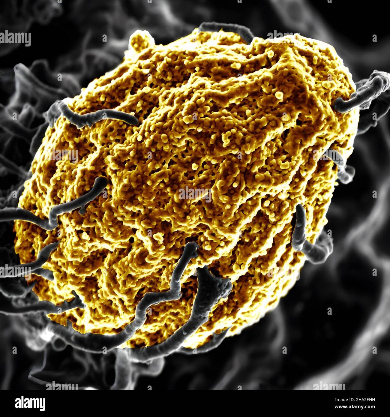 Phagocytose d'une particule de levure morte Banque D'Images