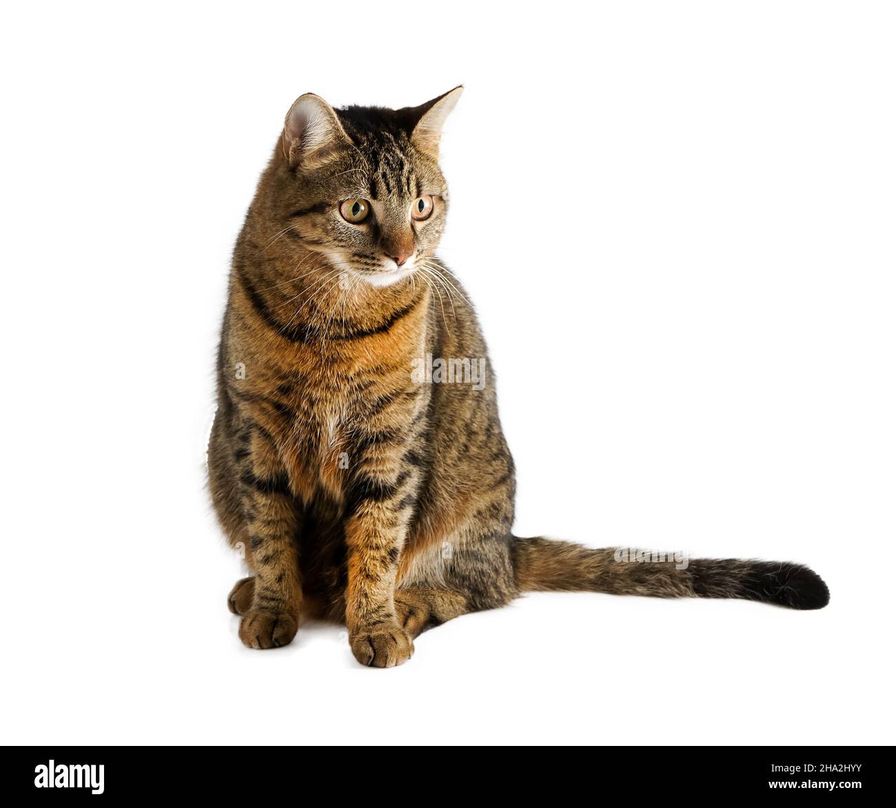 Le Chat Est Isole Sur Un Fond Blanc Un Jeune Chat Tortoiseshell Est Assis Animal De Compagnie Raye Au Gingembre Chat A Poil Court De La Race Europeenne La Simple Habituelle Photo Stock Alamy Le Chat Est Isole Sur Un Fond Blanc Un Jeune Chat Tortoiseshell Est Assis Animal De Compagnie Raye Au Gingembre Chat A Poil Court De La Race Europeenne La Simple Habituelle Photo Stock Alamy