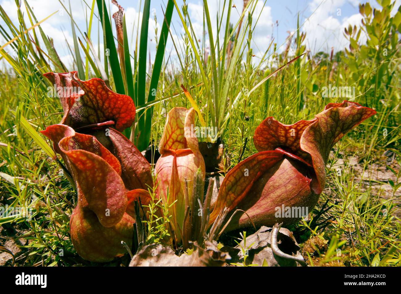 Plante pourpre de pichet (Sarracenia purpurea), habitat naturel, États-Unis Banque D'Images