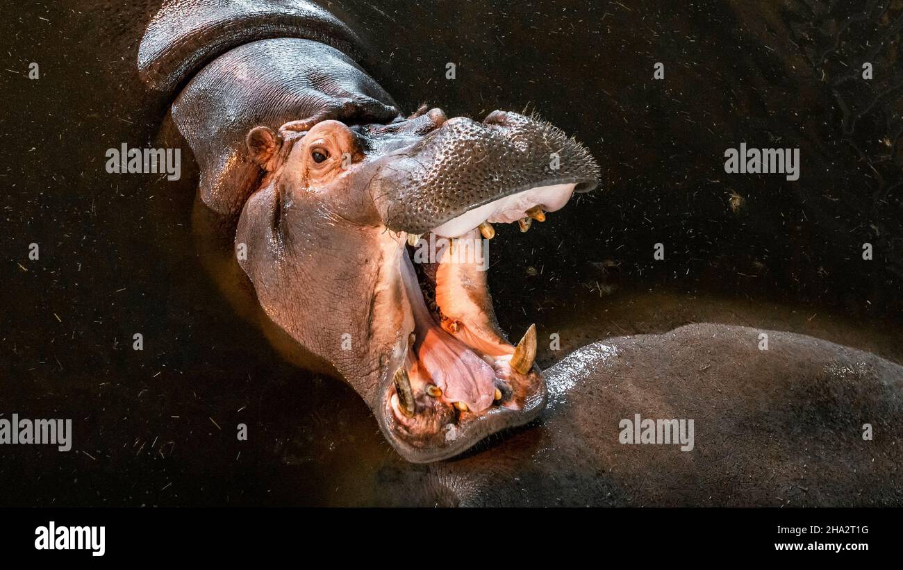 Gros hippopotame furieux et féroces, rugissant à la bouche ouverte Banque D'Images