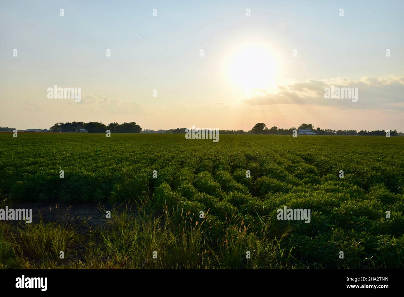 Coucher de soleil sur un champ dans le Kansas Banque D'Images