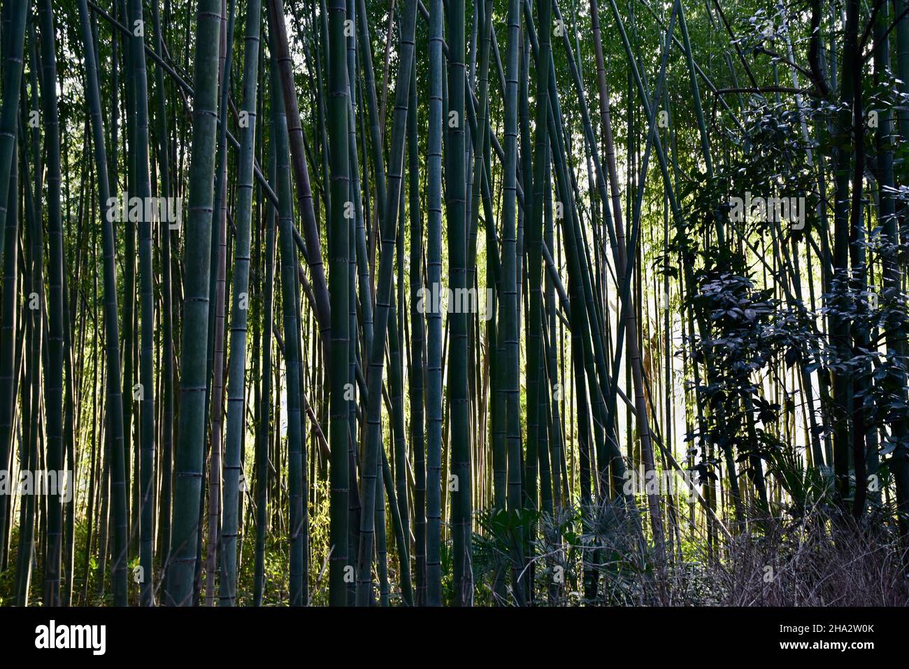 Forêt de bambou Banque D'Images