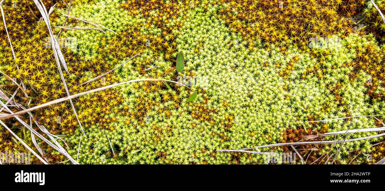 Mousse jaune et verte qui pousse au milieu de l'herbe sèche, vue du dessus Banque D'Images