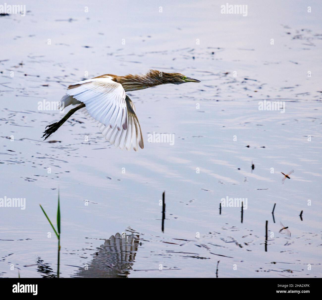 Esacco heron volant, Ardeola ralloides, Nil, Louxor, Égypte Banque D'Images
